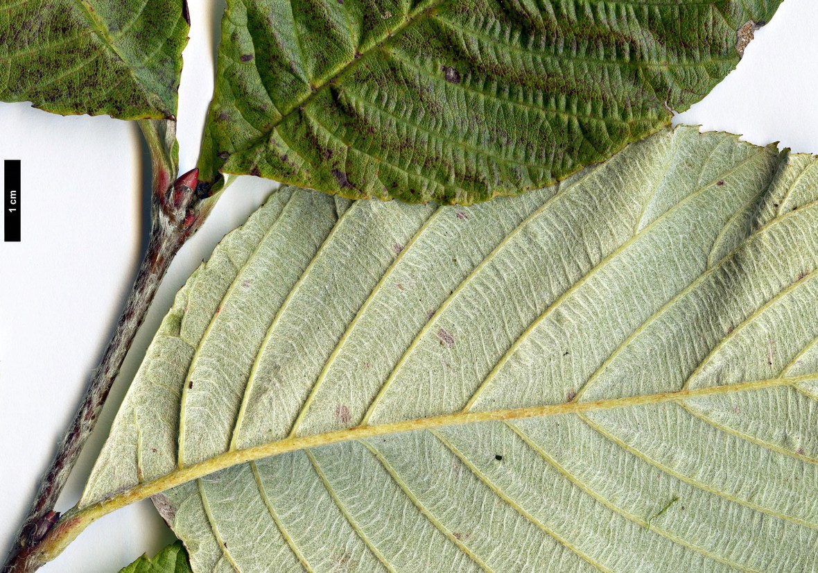 High resolution image: Family: Rosaceae - Genus: Sorbus - Taxon: wardii